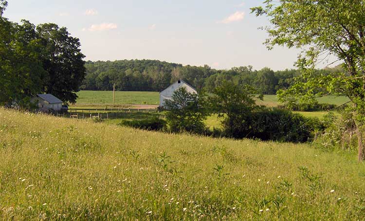 Pasture and hayfield pictures  from Best Of Both Farms, sheep and Wood