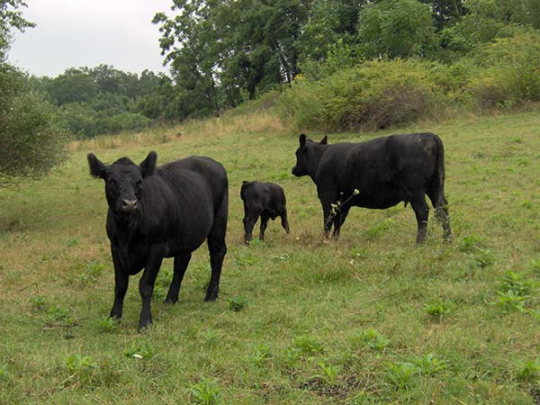 Larry Eley: Hobby Farm