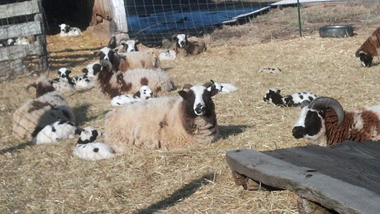 Pasture and hayfield, cattle and sheep, pictures  from Best Of Both Farms, sheep and Wood