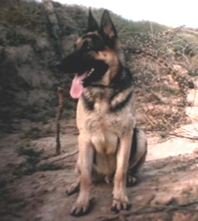 Da Nang Air Base, 1965-1966: USAF Sentry Dog, Blackie, x129.