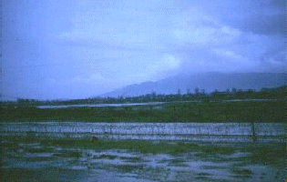 1966: Da Nang Air Base, Vietnam. N/E Perimeter, Marshland. Monkey Mountain in the background across the channel.