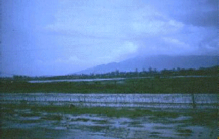 Da Nang Monsoon,Perimeter Road