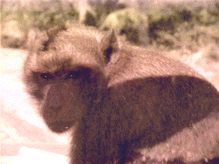 Jacko the Baboon.