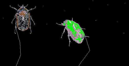 Summer Night June Bug, by Don Poss, WS LM-01.