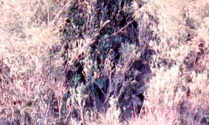 Wild Child II: Angel of Mercy, Huey Chopper. NVA Sniper hiding in a tree. 1968.