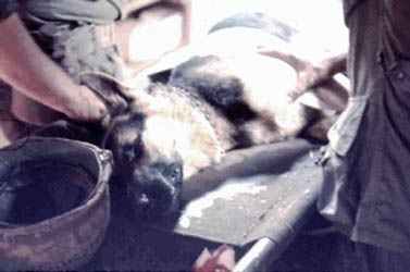 Wild Child II: Angel of Mercy, Huey Chopper. Crewman with Wounded In Action K-9 War Dog. 1968.