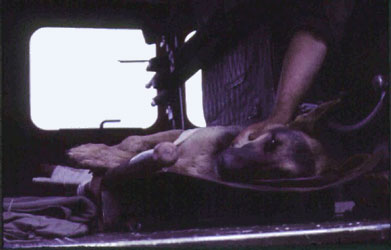 Wild Child II: Angel of Mercy, Huey Chopper. Crewman with Wounded In Action K-9 War Dog. 1968.