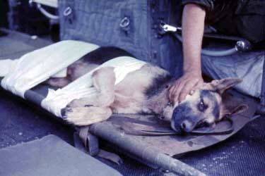 Wild Child II: Angel of Mercy, Huey Chopper. Crewman with Wounded In Action K-9 War Dog. 1968.