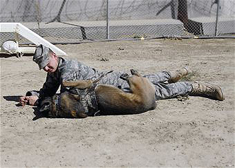 USAF 56th SFS, K-9 Kisma, Military Working Dog. 2009.