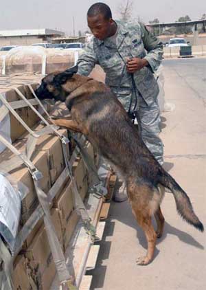 Kirkuk Regional Air Base, Iraq. USAF Senior Airman Mark Bush, 506th ESFS, and MWD Chukky.