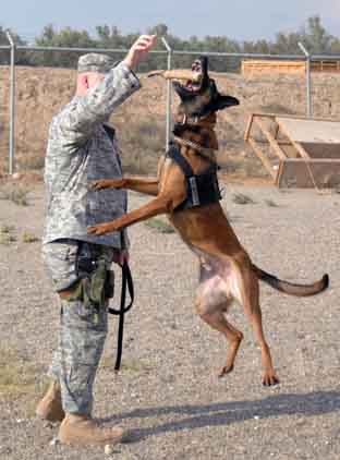 Kirkuk Regional Air Base, Iraq. USAF Staff Sgt Robert Starkweather, and MWD Diego.