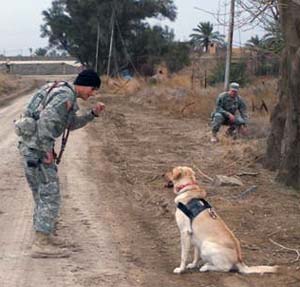 2. Army MWD Cooper, KIA 6 July 2007. 94th Mine Dog Det, 5th Engineer Bn, 1st Engineer Brigade.