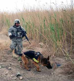 Kirkuk Regional Air Base, Iraq. USAF Senior Airman Mark Bush, 506th ESFS, and MWD Chukky.